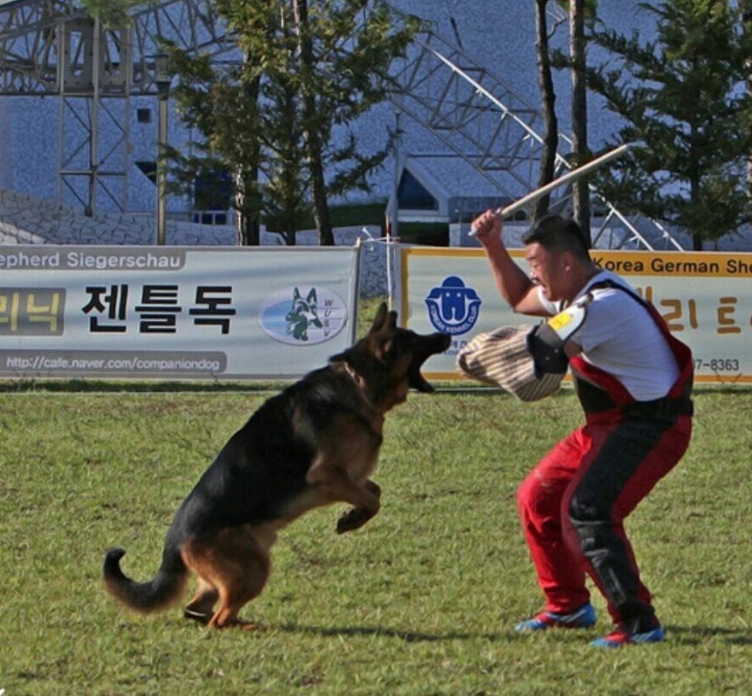 애견미용행동교정학과