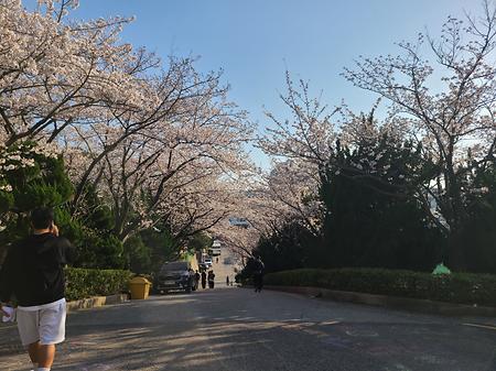 미래융합대학 앞에 피어난 벚꽃 길